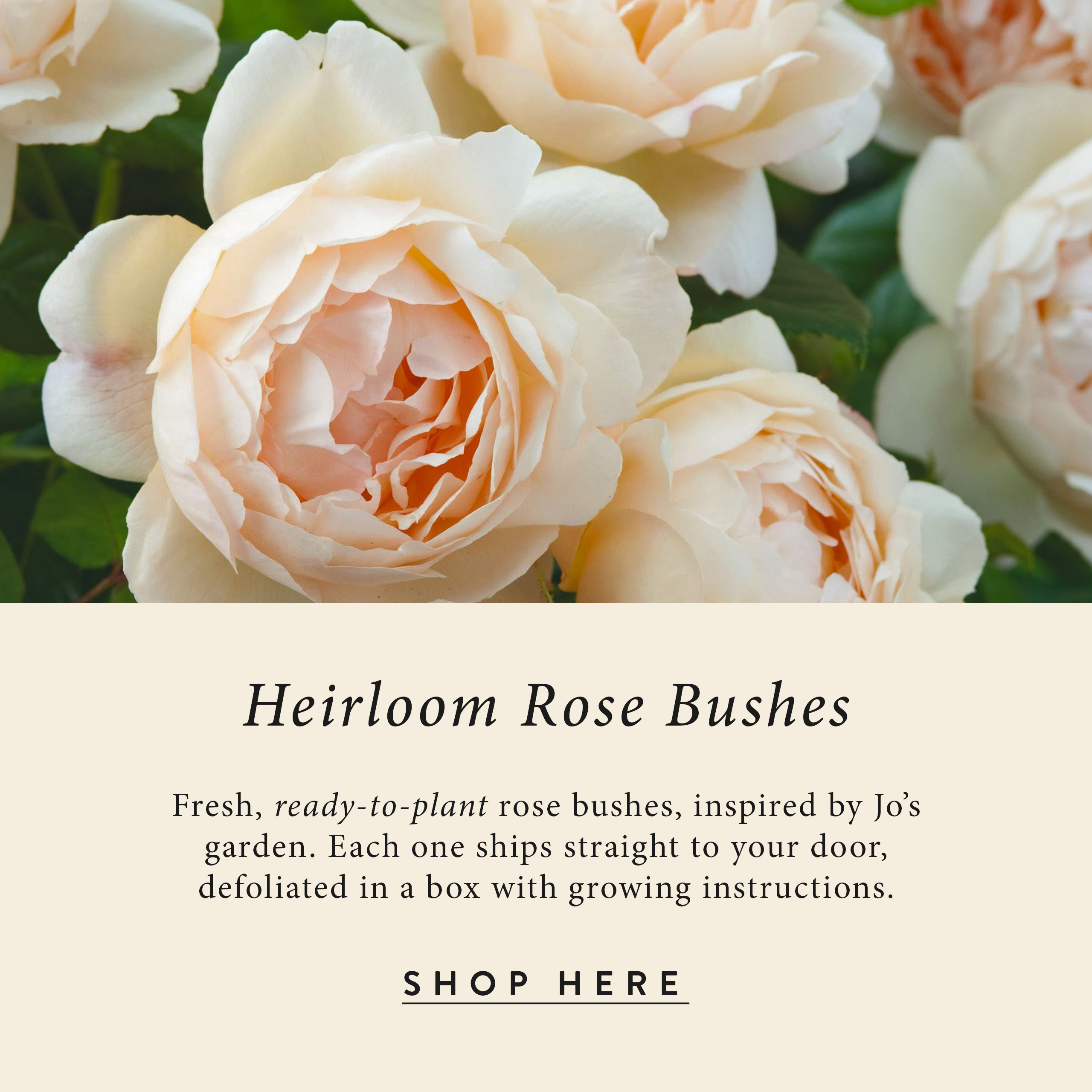 Heirloom Rose Bushes - Inspired by the flowers in Jo's garden, take your pick of fresh, ready-to-plant rose bushes. Each one ships straight to your door-defoliated in a box with growing instructions. Click to shop here