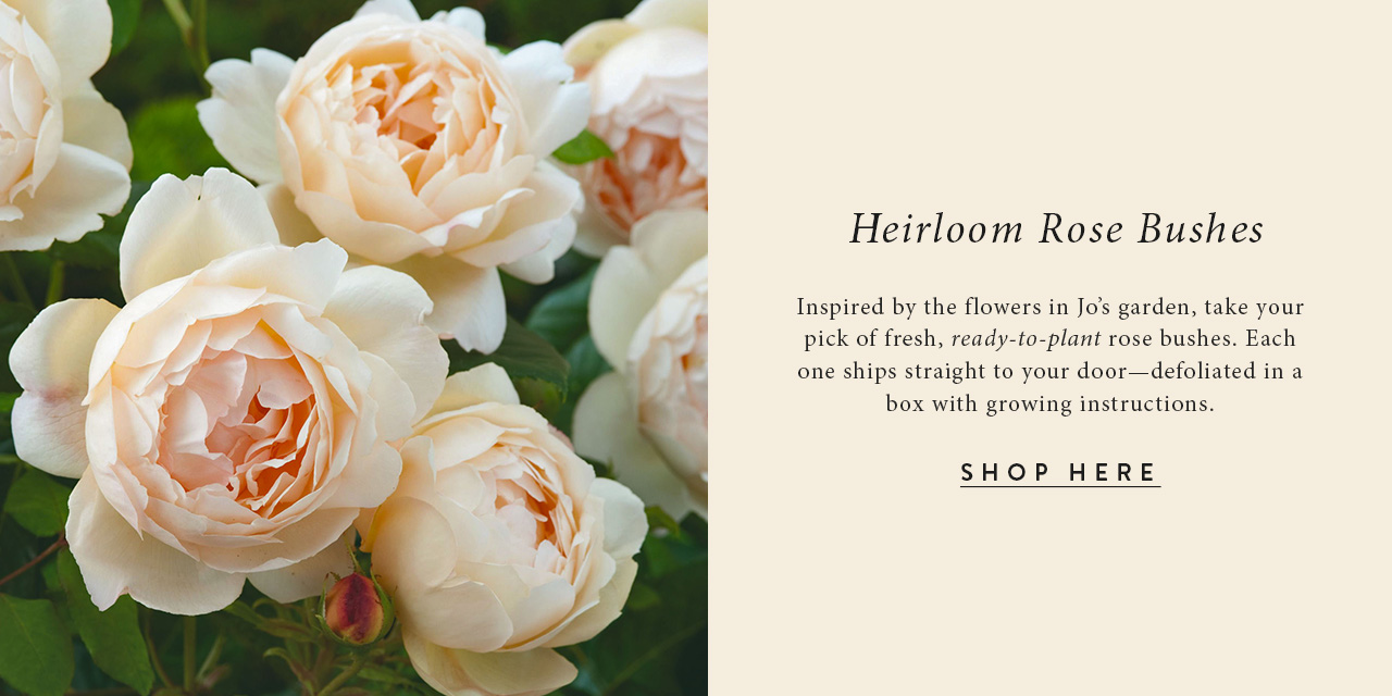 Heirloom Rose Bushes - Inspired by the flowers in Jo's garden, take your pick of fresh, ready-to-plant rose bushes. Each one ships straight to your door-defoliated in a box with growing instructions. Click to shop here